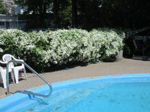 un bush avec des fleurs blanches à côté d'une piscine dans l'établissement Gîte Saint-Laurent, à Trois-Rivières