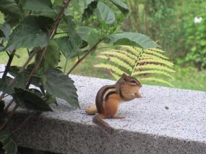un petit écureuil assis au-dessus d'un mur dans l'établissement Gîte Saint-Laurent, à Trois-Rivières