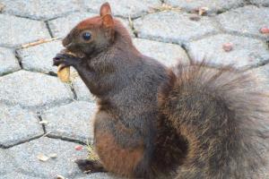 una ardilla parada en el suelo comiendo un plátano en Gîte Saint-Laurent, en Trois-Rivières