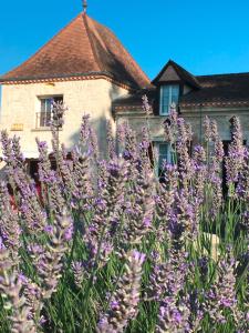 um campo de flores roxas em frente a uma casa em Maison Aubergerac em Bergerac