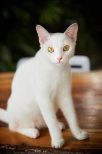 O animal ou animais de estimação com os hóspedes em Casa Amberes