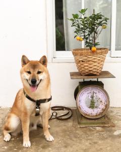 a dog sitting next to a scale next to a window at One Chan Farmstay in Chanthaburi