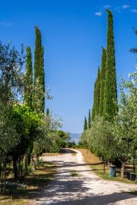 a road with cypress trees on either side at Agriturismo La Fonte in Bevagna