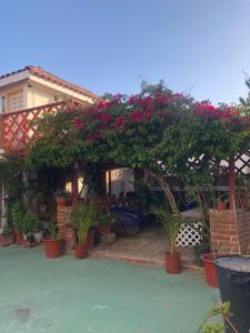 a house with a bunch of potted plants and flowers at Casa Jardin Rosarito in Rosarito +7 photos