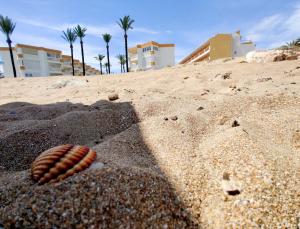 a shell sitting in the sand on the beach at Apartamentos Oliver Playa in Denia