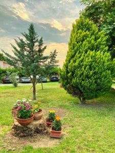 a group of potted plants in a yard with a tree at Viki Studios in Pefki