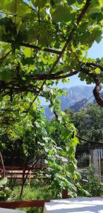 a view through the leaves of a tree at Apartments &Scaron;kaljari in Kotor