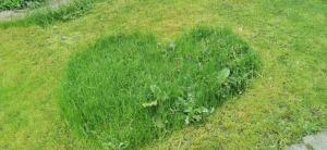 a shadow of a plant in a field of grass at Puur genieten chalet met patio, bos en bosbad in Havelte