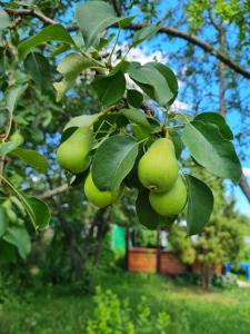 スーズダリにあるДом у Грушиの木に垂れる緑果実