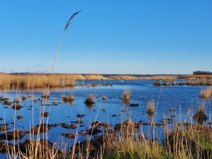 a marsh with tall grass and blue water at Ferienhaus Grabowblick in Barth +25 photos