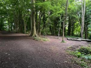 une zone boisée avec des arbres et un chemin de terre dans l'établissement Homely Birch Close House with Free Parking,Garden & Sleeps 8, à Cambridge