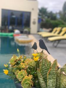 two birds perched on a plant next to a pool at Auberge Oualidia Dream in Oualidia