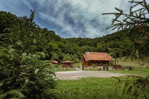 een huis in het midden van een veld met bomen bij Cabana de pe vale in Ribicioara