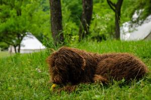 a small brown dog laying in the grass at Piva Lake Glamping in Pluzine