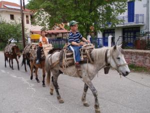 Άλλα ζώα σε αυτός ο ξενώνας ή στη γύρω περιοχή +14 φωτογραφίες