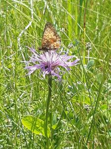 Gallery image of Domek na Podlasiu in Mielnik +45 photos