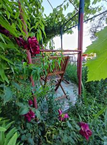 Fotografie z fotogalerie ubytování SUMMER TIME v destinaci Premantura