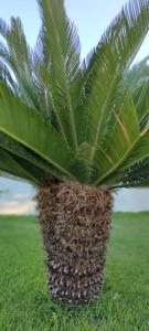 uma palmeira no meio de um campo em LA BELLA DIMORA em Otranto