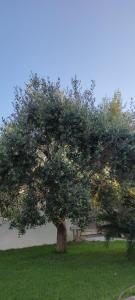 ein großer Baum auf einem grünen Rasen in der Unterkunft LA BELLA DIMORA in Otranto