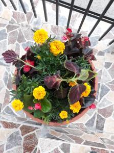 a pot of flowers sitting on a table at Pensiunea IO-MARA in Vatra Dornei