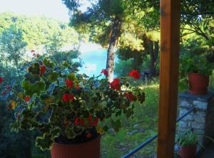a potted plant in a window with a view at Magdalini in Votsi