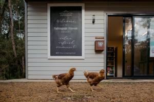 a flock of chickens standing in front of a building at Yallingup Forest Resort in Yallingup