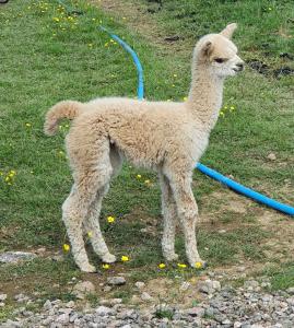 a baby llama with a blue hose in the grass at Dartmoor Reach Alpaca Farm Heated Cabins in Bovey Tracey