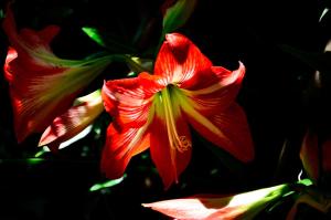 a red and yellow flower on a plant at Locanda Villa Moderna in Genoa