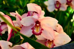 a group of pink flowers in a garden at Locanda Villa Moderna in Genoa