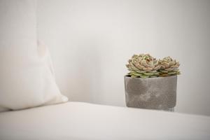 a plant in a pot sitting on a shelf at Marianna Hotel in Perissa