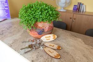 Somogyvámos的住宿－Kamala Kutir，坐于桌子上的盆栽植物,带有勺子