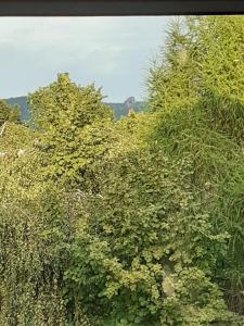 a painting of a tree with yellow flowers at Rosentraum in Hain