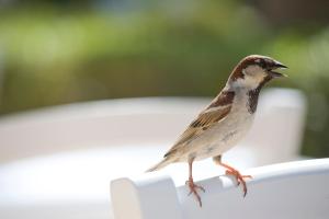 a bird perched on top of a white fence at Sandy Beach Hotel & Spa - ex Sentido in Larnaca