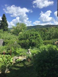 a garden with bushes and trees on a hill at Ferienwohnung Panoramablick in Rimbach
