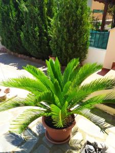 Zahrada ubytování Irakleitsa Studio