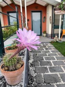 eine rosa Blume in einem Topf auf einem steinernen Gehweg in der Unterkunft B&B Ruota di Carretto in Nicolosi