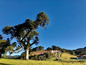 a tree in a field with a house on a hill at Pousada Fazenda da Invernada in Urubici