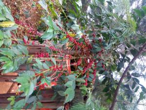 Giardino di Sipi Coffee Lodge
