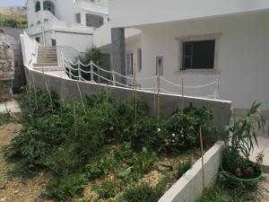 a garden in front of a house with tomatoes at Big Blue - Xenija (Veliko Plavetnilo - Ksenija) in Metajna
