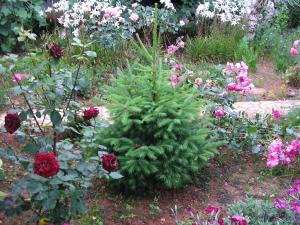 a small christmas tree in a garden with flowers at Apartment Fazana, Istria 16 in Fažana