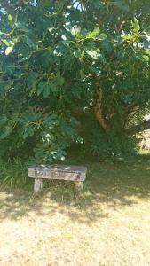 a wooden bench sitting in the grass under a tree at Fig Tree Barn in Gibourne