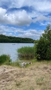 dos perros nadando en un cuerpo de agua en Kaszubskie Pole, en Gowidlino