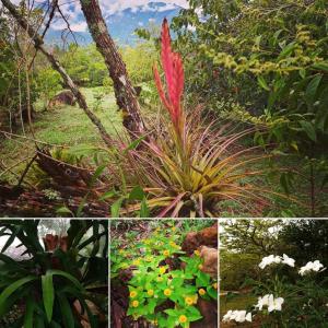 Κήπος έξω από το El Paraiso Posada Finca San Vicente