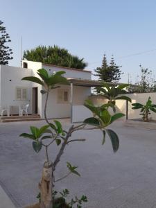 a small tree in front of a house at Fronte Mare in Avola