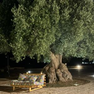a bench sitting under a large tree at night at Trullo Nadia Ostuni in Ostuni