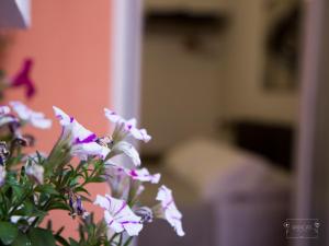 Fotografie z fotogalerie ubytování Bianca's Rooms v destinaci Trani