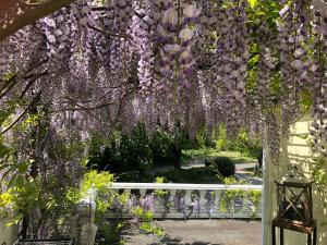 a garden with purple wisterias hanging from a fence at Lovely Studio Apartment with Roof Top Conservatory in Goostrey