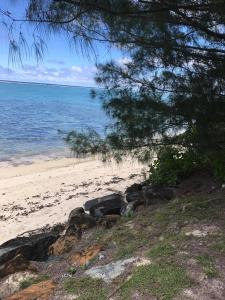 a sandy beach with a tree and the ocean at Kaia Villas in Rarotonga