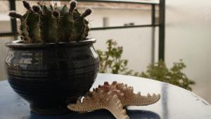 una stella marina seduta su un tavolo accanto a una pianta di B2 - The cozy one a Aigio