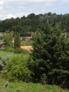 un grande albero verde in mezzo a un campo di SOUS LE TILLEUL CENTENAIRE a La Tour-dʼAigues